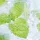 E-Liquide MENTHE GLACIALE (Alfaliquid)